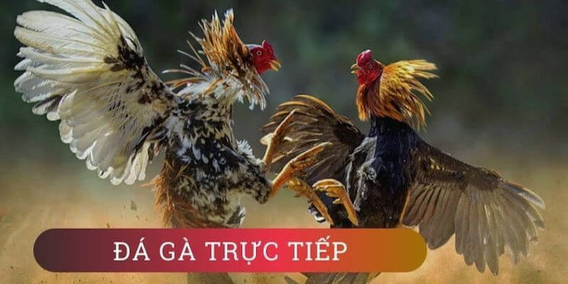 Một số mẹo cần lưu ý khi cá cược đá gà trược tiếp casino